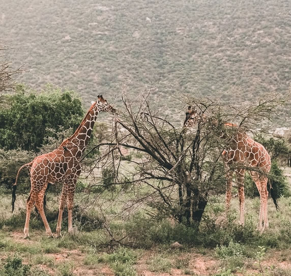 11 Days_ Kenya Special Safari