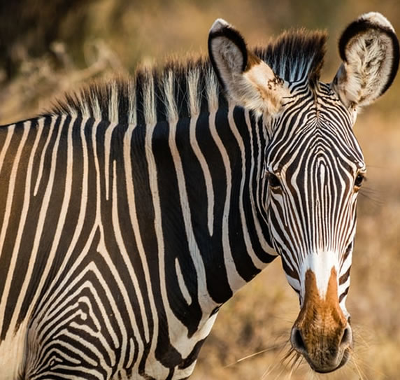 11 Days_ Kenya Special Safari_1