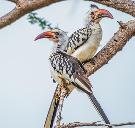 11 Days_ Kenya Special Safari_2
